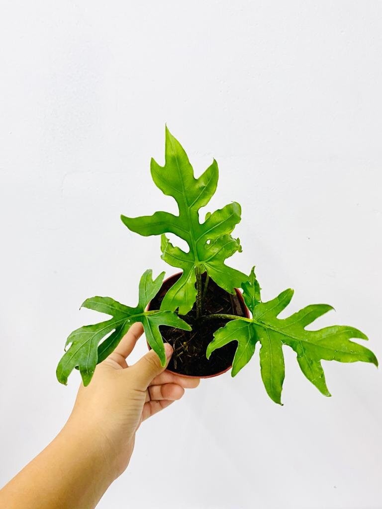 Baby Plant/4" Alocasia Brancifolia (Pink Passion)