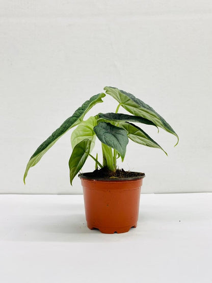 Baby Plant/4"/6" Alocasia Rugosa Melo *RARE COLLECTIBLES*