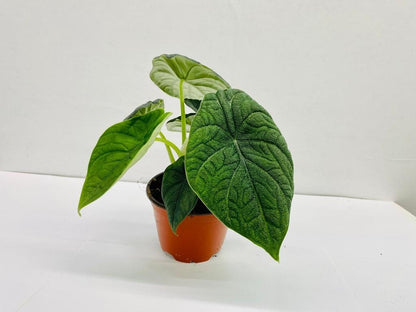 Baby Plant/4"/6" Alocasia Rugosa Melo *RARE COLLECTIBLES*