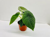 Baby Plant/4"/6" Alocasia Rugosa Melo *RARE COLLECTIBLES*