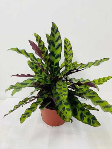 calathea rozowa Calathea Roseopicta Rosy, 4