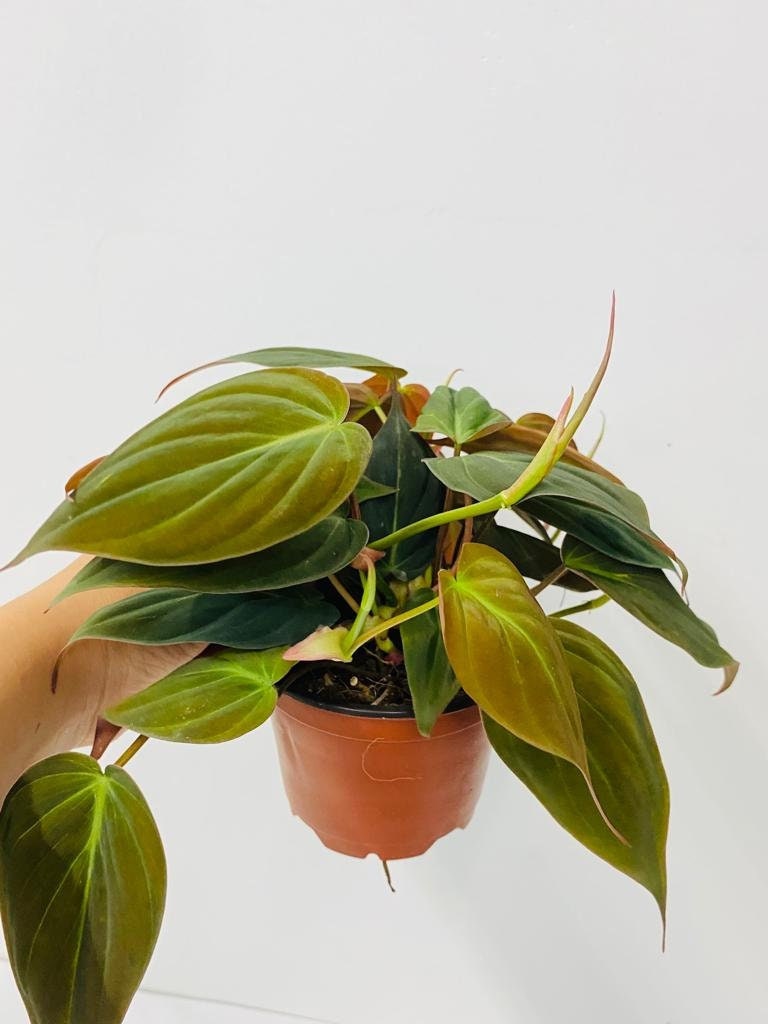 Baby plant/4"/6" Philodendron Mican