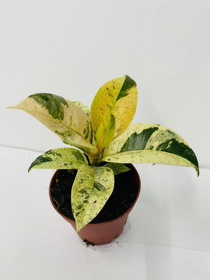 Baby/4" Ficus Shiveriana Variegated