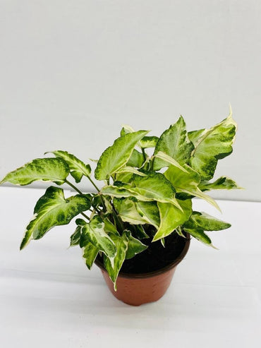 4" Syngonium Starlite