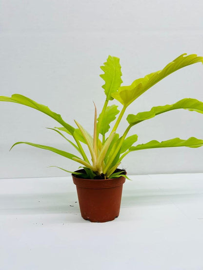 Baby Plant/4" Philodendron Golden Crocodile