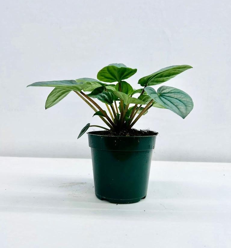 4" Peperomia Frost