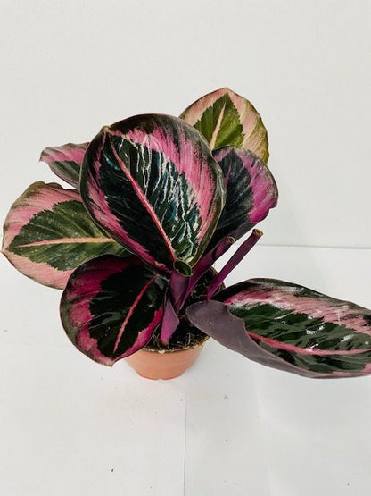 4" Calathea Rosceapicta Jessey Princess