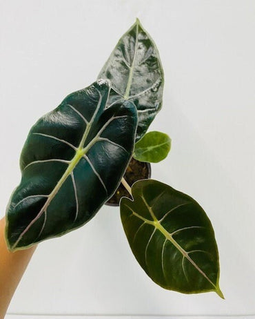 4" Alocasia Longiloba Purple Prince