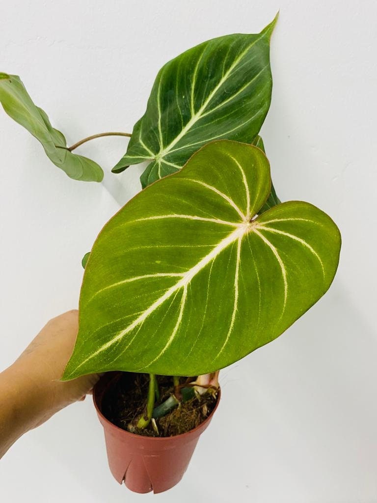 philodendron gloriosum small Philodendron Gloriosum