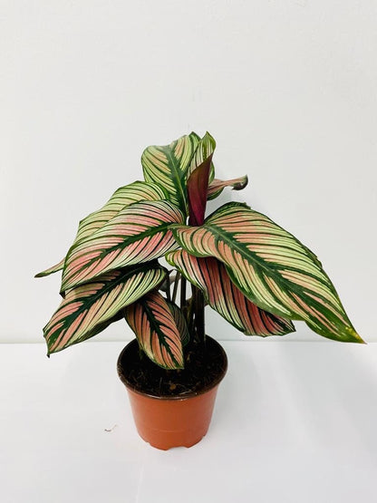 Baby Plant/4"/6" Calathea Whitestar *SUPER RARE*... One of my TOP 3 Calathea.