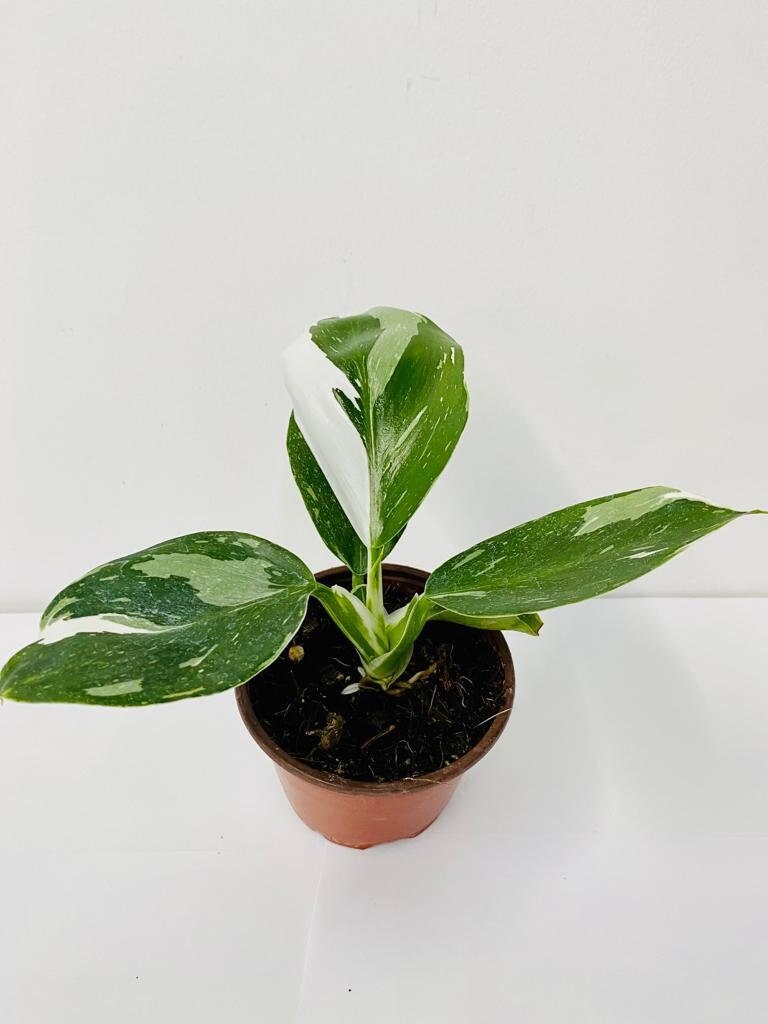 Baby Plant/4" Philodendron White Wizard