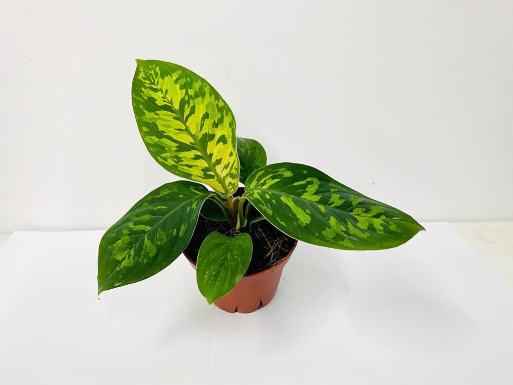 4" Homalonema Hoalisi/Camouflage