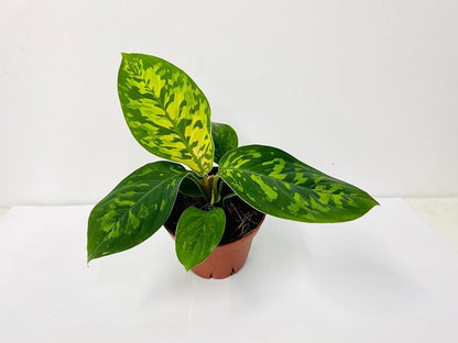 4" Homalonema Hoalisi/Camouflage