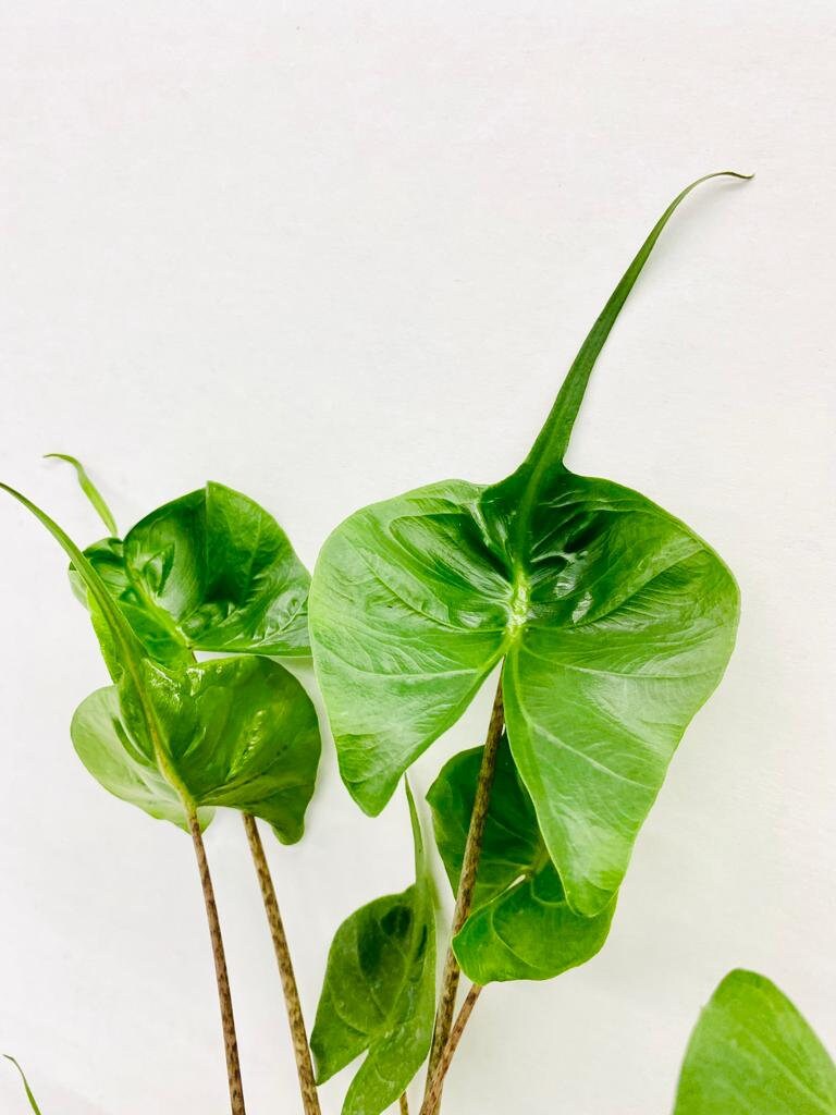 Baby Plant/4" Alocasia Stingray