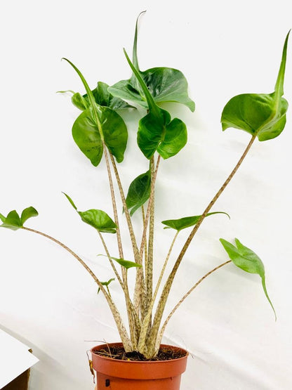 Baby Plant/4" Alocasia Stingray