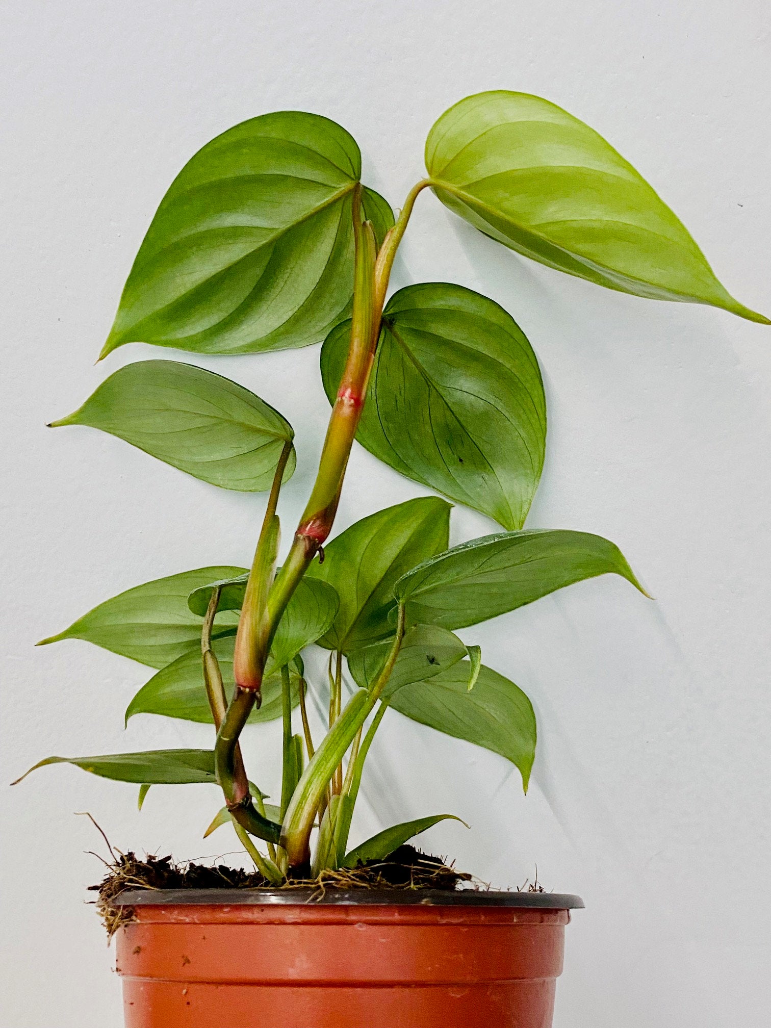 philodendron sodiroi juvenile 4" Philodendron Sodiroi – Coollective Plants