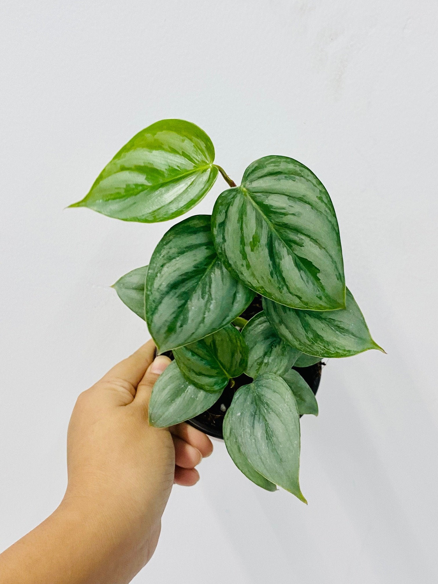 philodendron sodiroi vs brandtianum 4" Philodendron Sodiroi – Coollective Plants