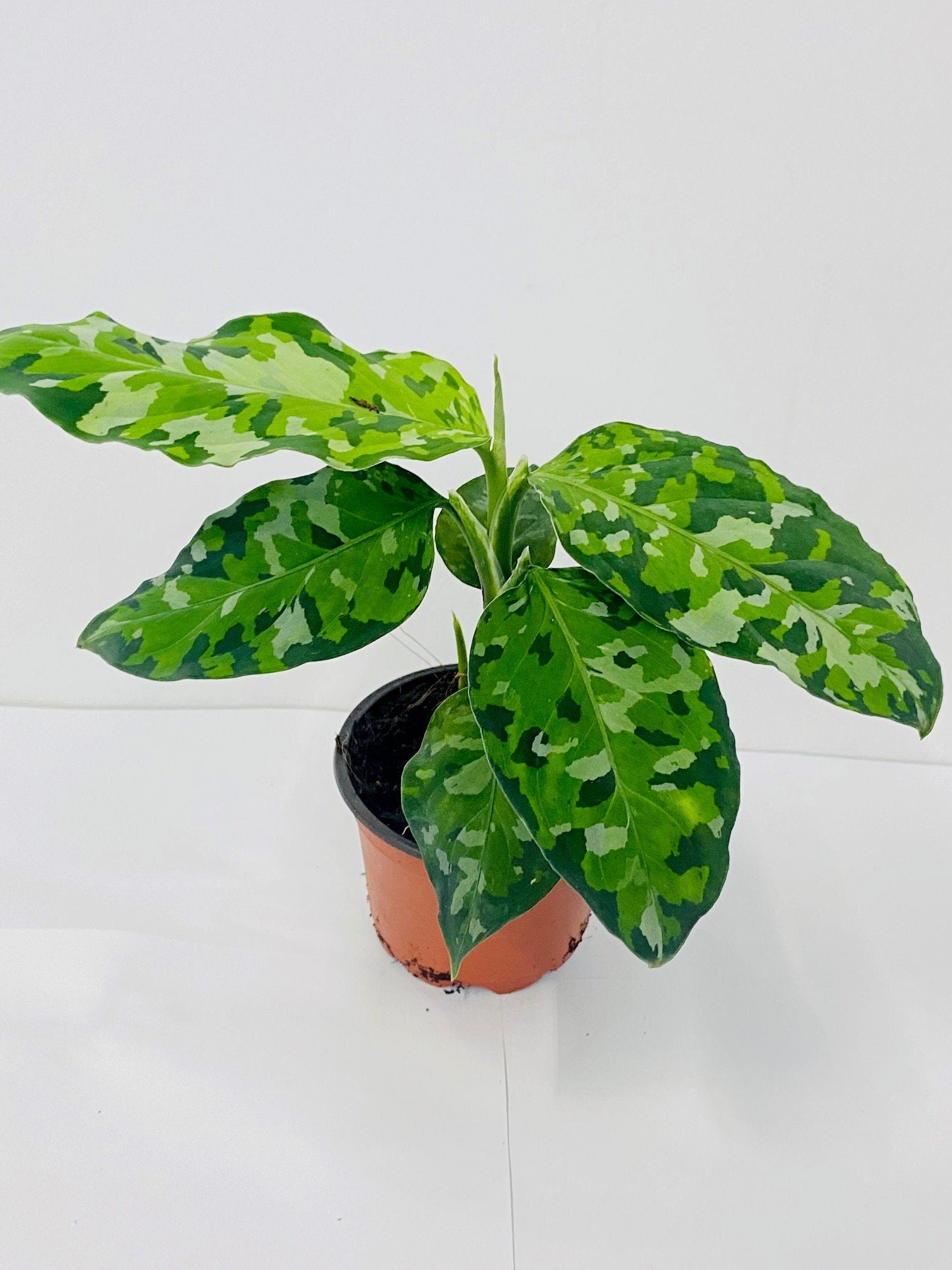 aglaonema pictum tricolor ebay Aglaonema Pictum Tricolor