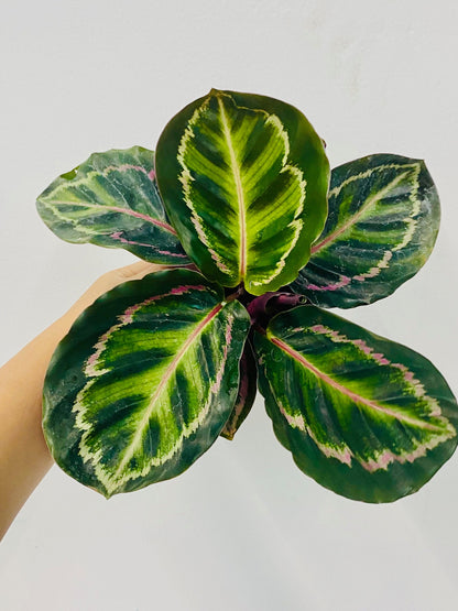 4" Calathea Rosceapicta Ilustris
