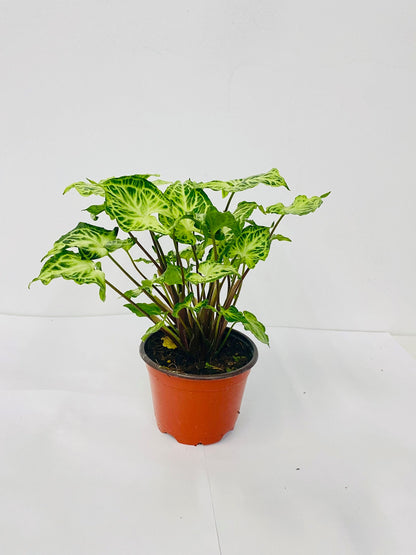 Baby Plant/4" Syngonium "Batik"