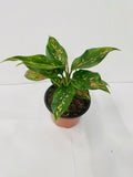 4" Aglaonema Lucky Red