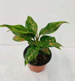 4" Aglaonema Lucky Red