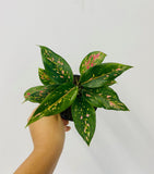 4" Aglaonema Lucky Red