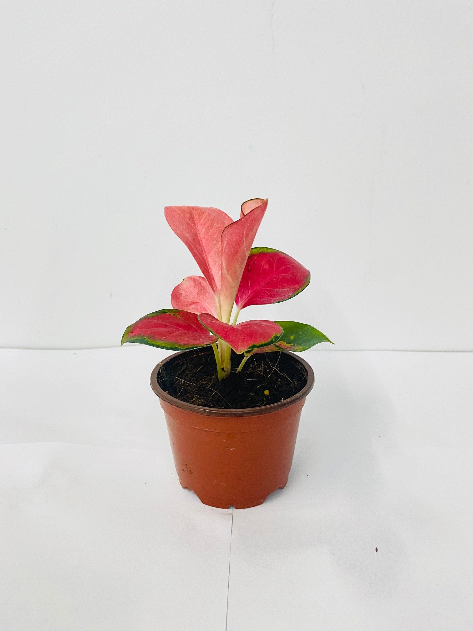 pink pearl aglaonema Aglaonema "Pink Pearl"