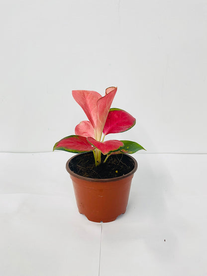 4" Aglaonema "Pink Pearl"