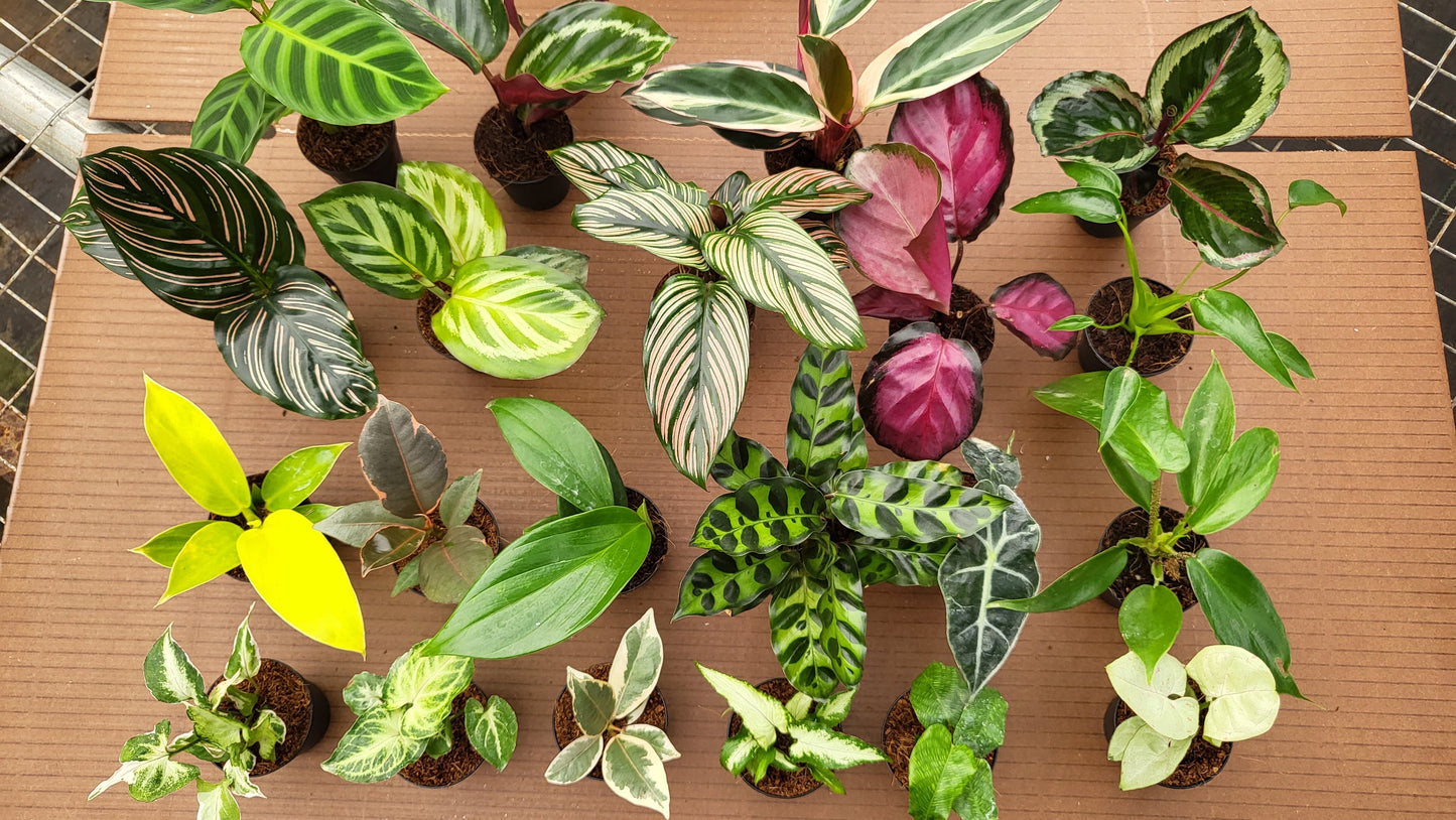 BELEAF 2" Plants "Basic Package"