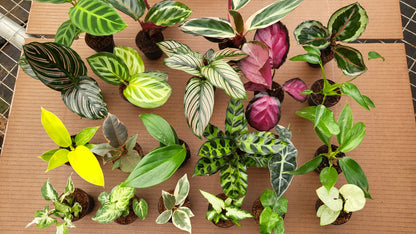 BELEAF 2" Plants "Basic Package"