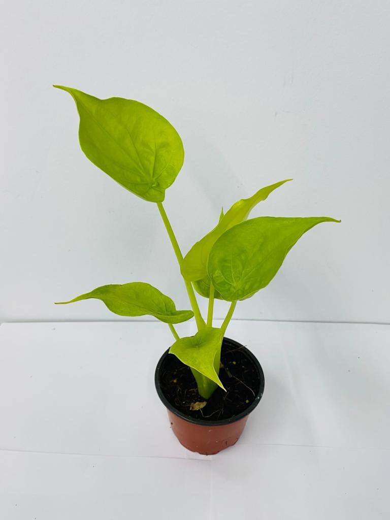 4" Alocasia Cucullata Yellow Tail