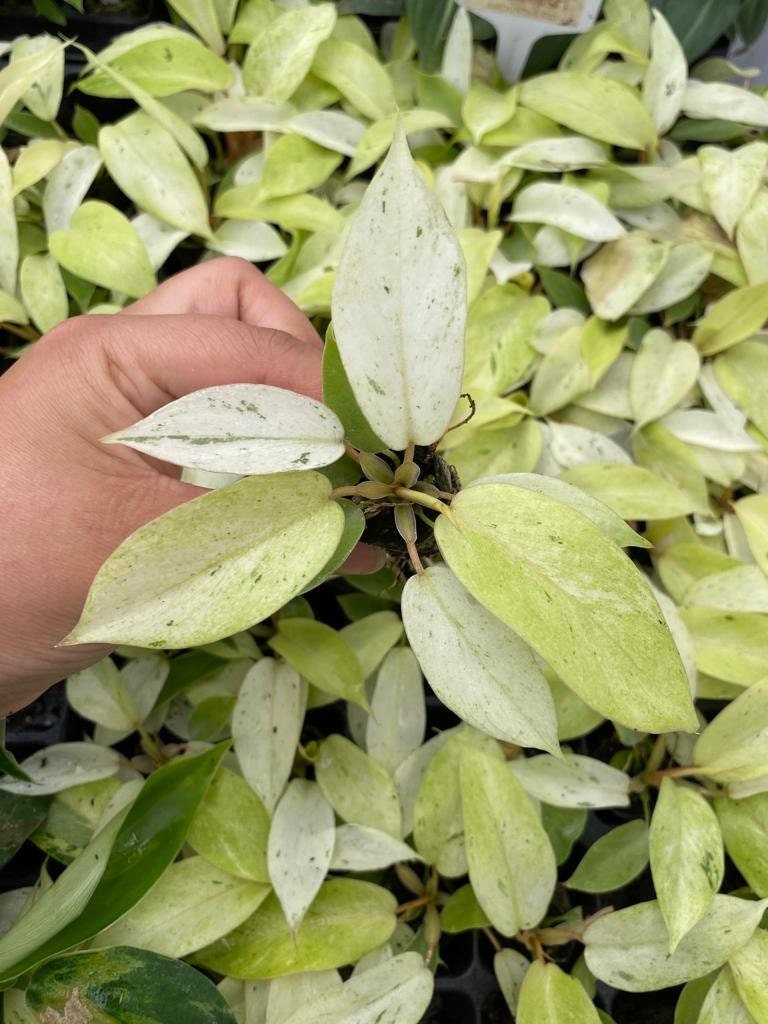 mature philodendron snowdrift Philodendron Snowdrift – Coollective Plants