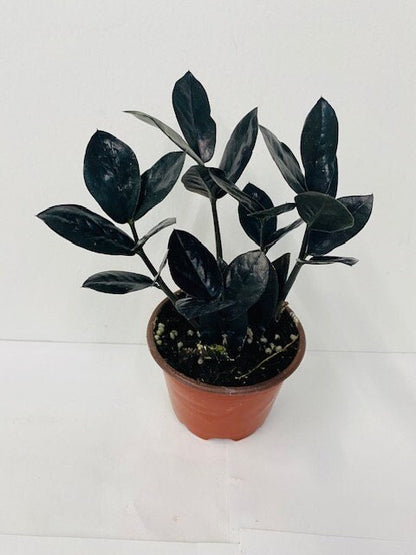 4"/6" Zamioculcas Black ZZ