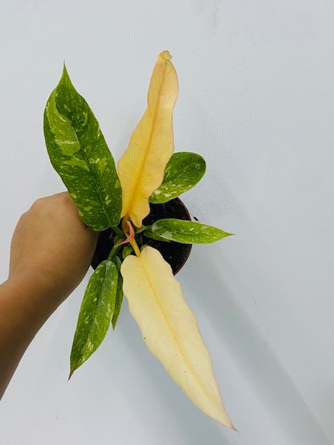 philodendron baby Philodendron Ring Of Fire