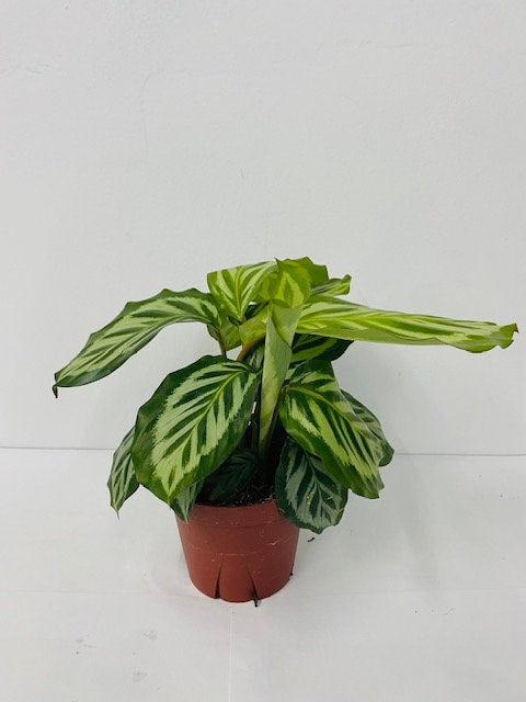 4" Calathea Bicajoux