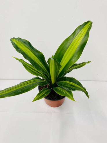 Baby Dracaena Giganta