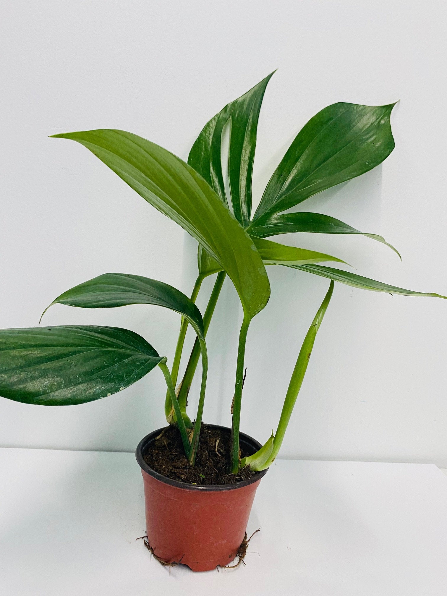 4"/6" Rhaphidophora Decursiva- Dragon Tail *** Super Rare Limited ***