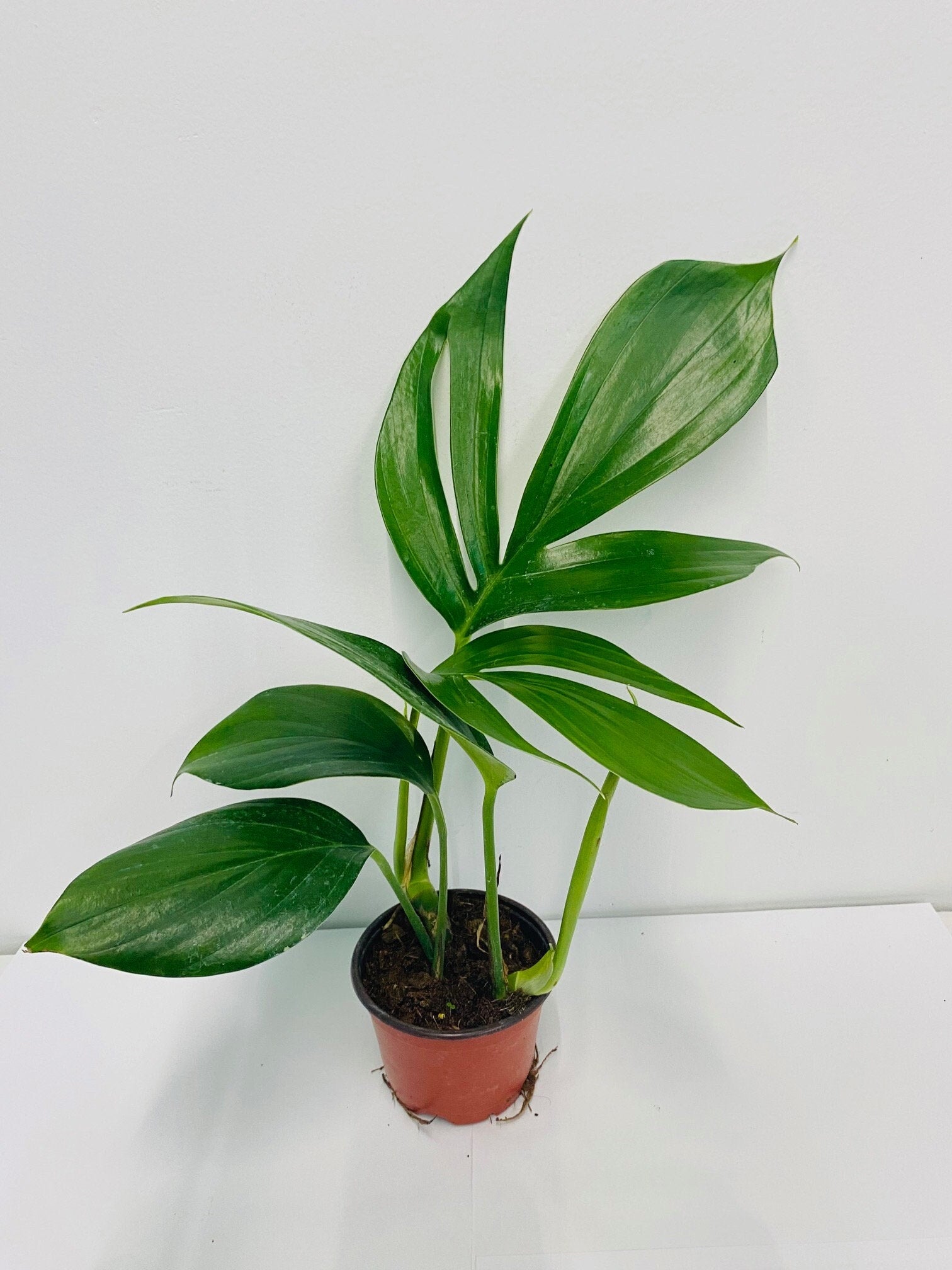 4"/6" Rhaphidophora Decursiva- Dragon Tail *** Super Rare Limited ***