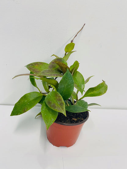4" Live Plant Hoya Sunrise