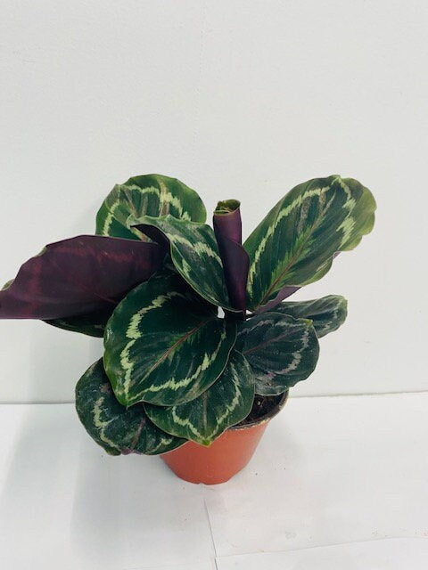 Baby Plant 4"/6" Calathea Medallion