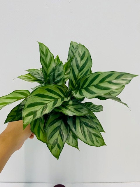 6" Calathea Concinna 'Freddie'