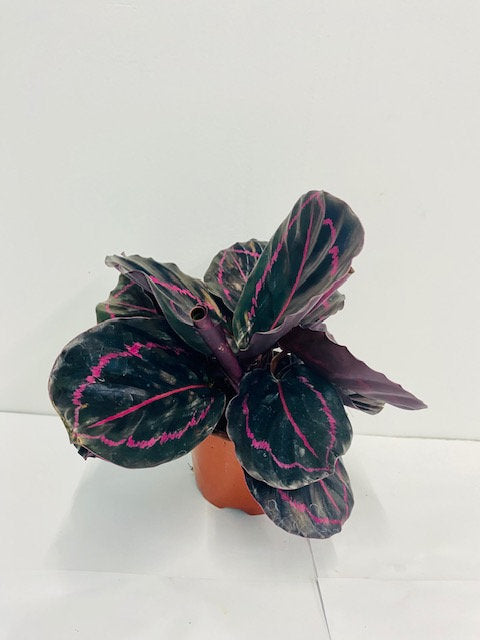 4" Calathea Rosceapicta "Dottie"