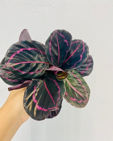 4" Calathea Rosceapicta "Dottie"
