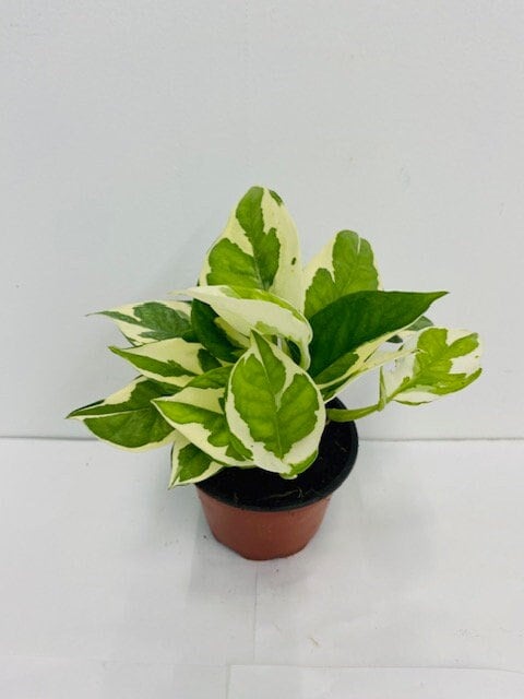 4" Pothos N joy "Pearl and Jade"