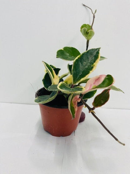 4"/6" Hoya Albo Carnosa