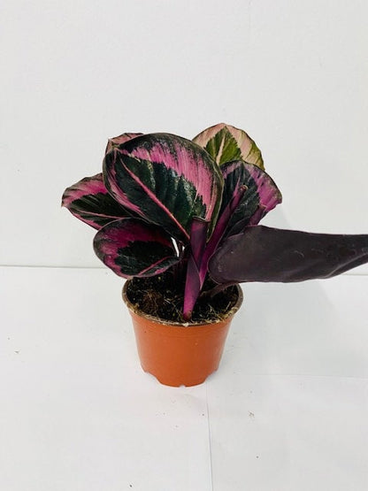 4" Calathea Rosceapicta Jessey Princess