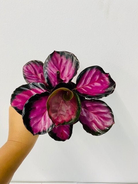 4" Calathea Rosceapicta "Rosy"