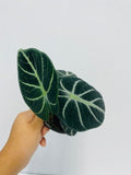 Baby plant/4" Alocasia Ninja