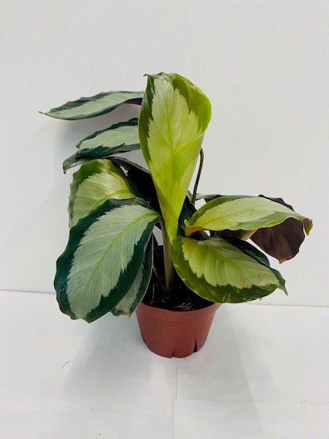 4" Calathea Picturata